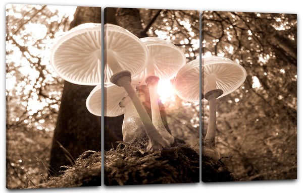 Leinwandbild weiße Pilze Champignons im Wald neben Baum