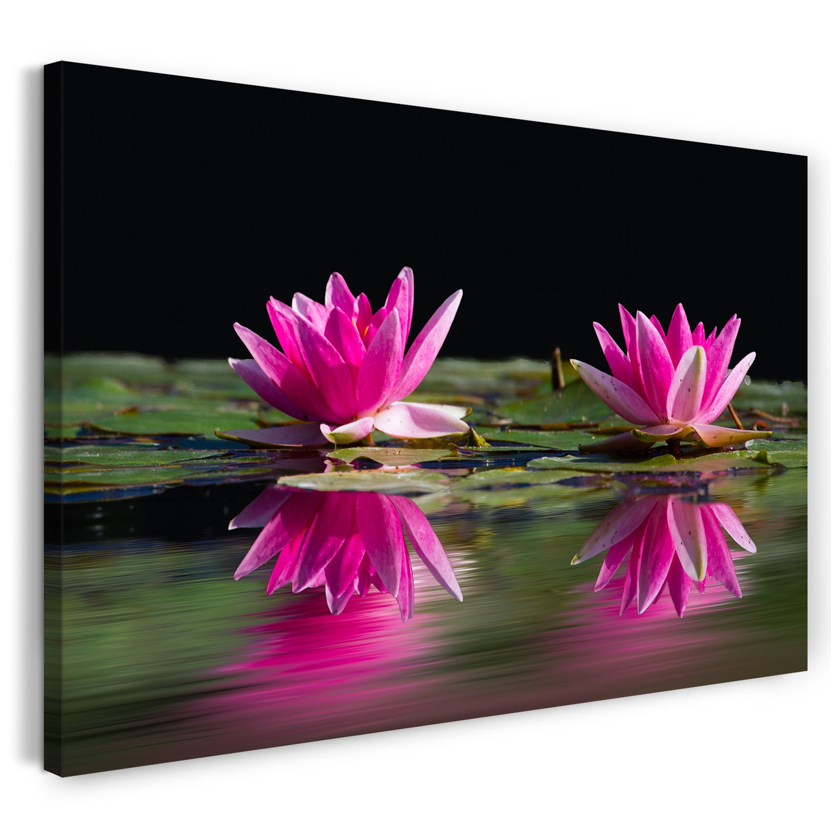 Leinwandbild Wasser-Rosen See-Rosen pink rosa lila und grün im Teich