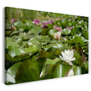 Leinwandbild viele See-Rosen weiß lila grün auf Teich-Oberfläche