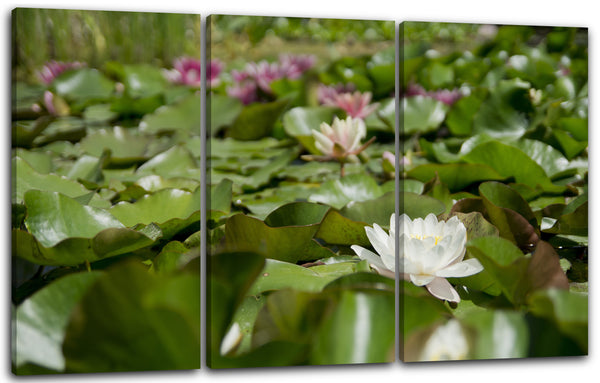 Leinwandbild viele See-Rosen weiß lila grün auf Teich-Oberfläche