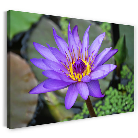 Leinwandbild Blumen-Bild lila innen gelb Nahaufnahme vorne scharf hinten unscharf