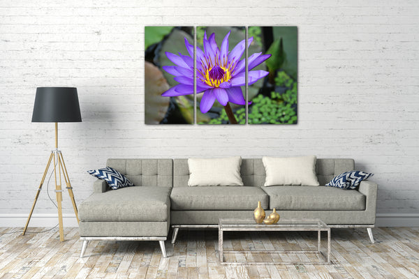 Leinwandbild Blumen-Bild lila innen gelb Nahaufnahme vorne scharf hinten unscharf