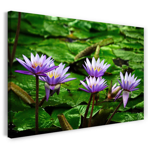 Leinwandbild Wasser-Lilien Wasser-Rosen Teich lila Blätter gelbe Blüten