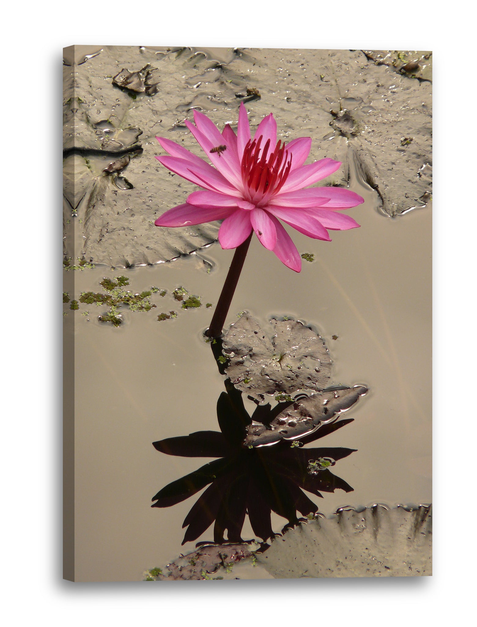 Leinwandbild Wasser-Lilien Wasser-Rosen rosa pink im Wasser/Teich spiegelnd