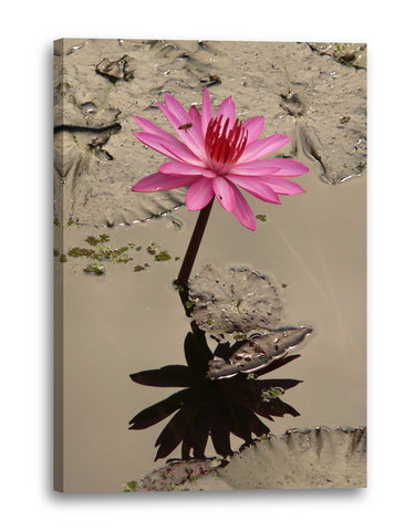 Leinwandbild Wasser-Lilien Wasser-Rosen rosa pink im Wasser/Teich spiegelnd