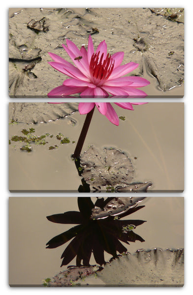 Leinwandbild Wasser-Lilien Wasser-Rosen rosa pink im Wasser/Teich spiegelnd