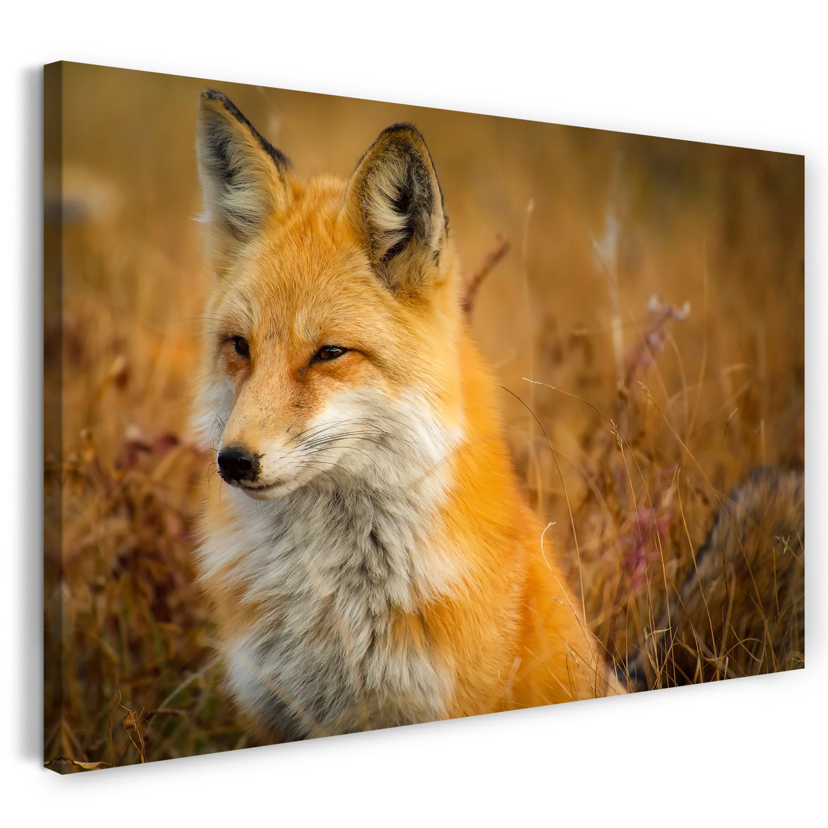 Leinwandbild Tier-Bilder Natur Wildnis Wald Landschaft Fuchs sieht aus wie Akita Inu