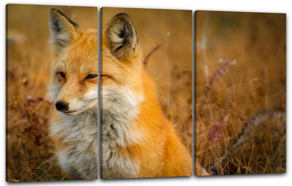 Leinwandbild Tier-Bilder Natur Wildnis Wald Landschaft Fuchs sieht aus wie Akita Inu