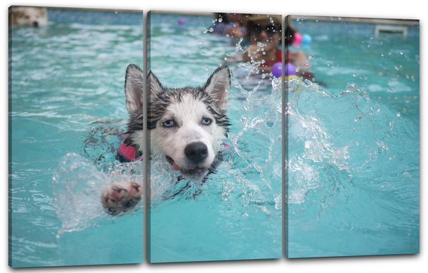 Leinwandbild Husky schwimmt im Wasser süß Tier-Motive süß Hund Hunde