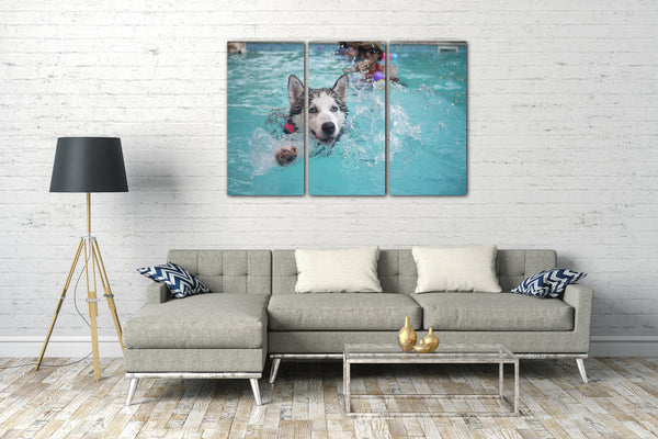 Leinwandbild Husky schwimmt im Wasser süß Tier-Motive süß Hund Hunde