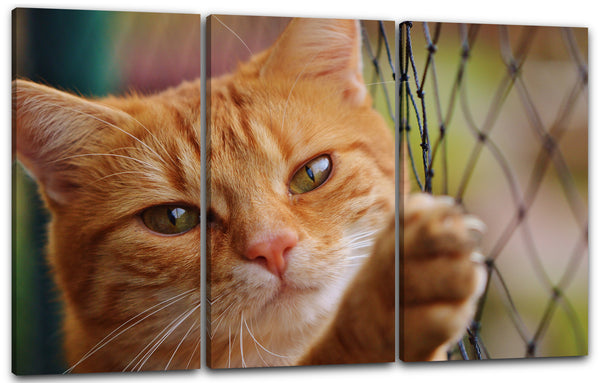 Leinwandbild Katze getigert am Zaun Katzenbilder Tierbilder