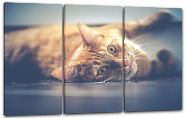 Leinwandbild Katze getigert liegend Katzenbilder Tierbilder