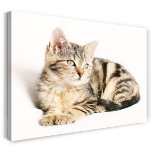 Leinwandbild Katzenbaby getigert Katze Katzenbilder