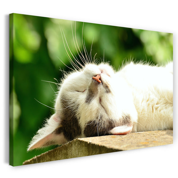 Leinwandbild Katze weiß entspannt liegend Katzenbilder
