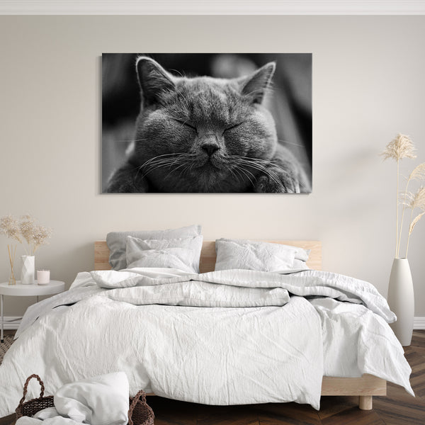 Leinwandbild Katze dunkelgrau Katzenbilder Tierbilder