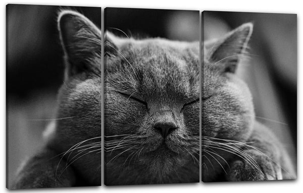 Leinwandbild Katze dunkelgrau Katzenbilder Tierbilder