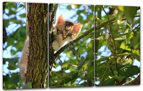 Leinwandbild Katzenbaby im Baum süß Katzenbilder Katzen