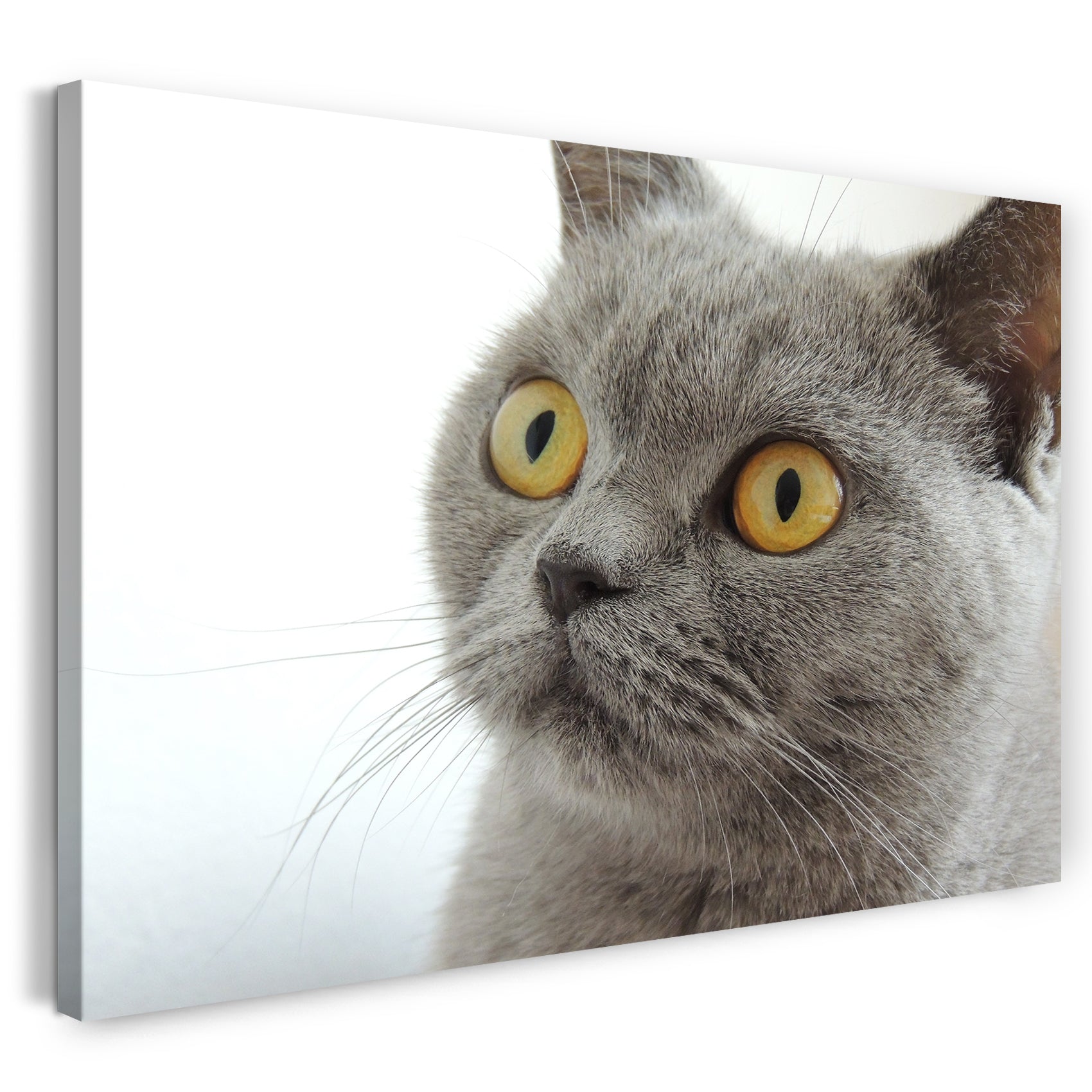 Leinwandbild Katze Karthäuser Katzenbilder grau Katzen
