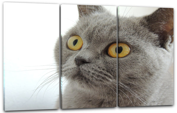 Leinwandbild Katze Karthäuser Katzenbilder grau Katzen
