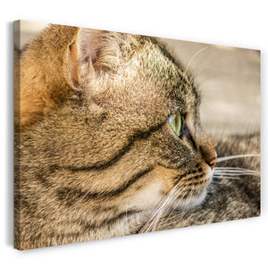 Leinwandbild Katze getigert Nahaufnahme Katzenbilder