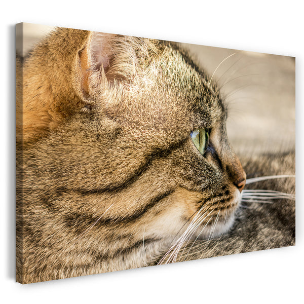 Leinwandbild Katze getigert Nahaufnahme Katzenbilder
