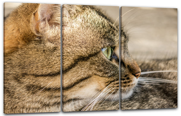 Leinwandbild Katze getigert Nahaufnahme Katzenbilder