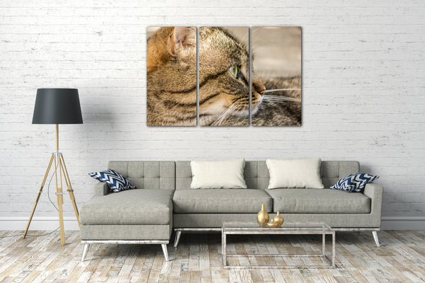 Leinwandbild Katze getigert Nahaufnahme Katzenbilder