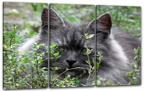 Leinwandbild Katze im Gras Natur Katezenbilder Katzen