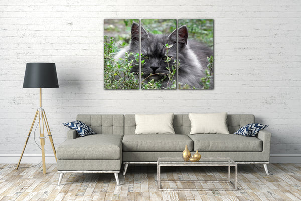 Leinwandbild Katze im Gras Natur Katezenbilder Katzen