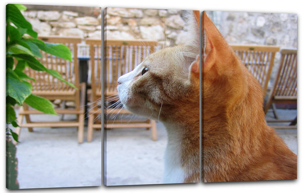 Leinwandbild Katze getigert auf dem Balkon Katzenbilder