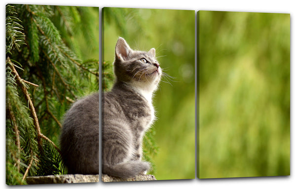 Leinwandbild Katzenbaby grau süß Katzenbilder Katzen