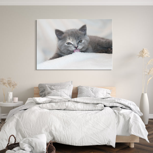 Leinwandbild Katzenbaby Karthäuser auf Bettdecke