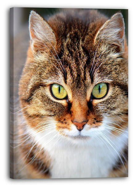 Leinwandbild Katze getigert Nahaufnahme Katzenbilder