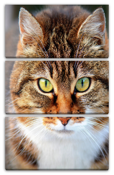 Leinwandbild Katze getigert Nahaufnahme Katzenbilder