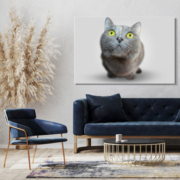Leinwandbild Katze grau doof guckend Katzenbilder