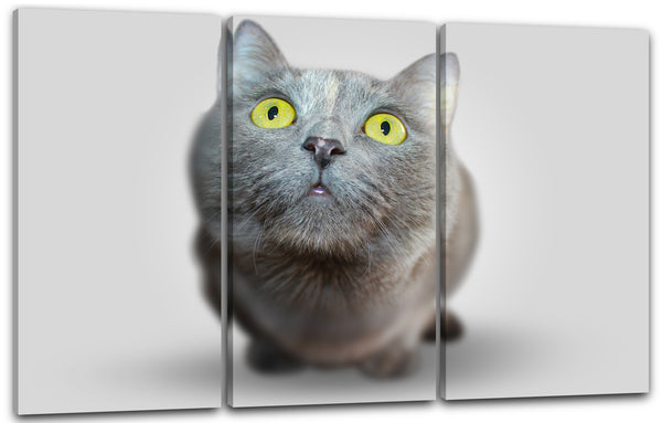 Leinwandbild Katze grau doof guckend Katzenbilder