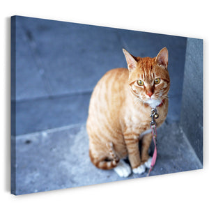 Leinwandbild Katze getigert mit Halsband Leine Katzenbilder