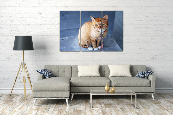 Leinwandbild Katze getigert mit Halsband Leine Katzenbilder