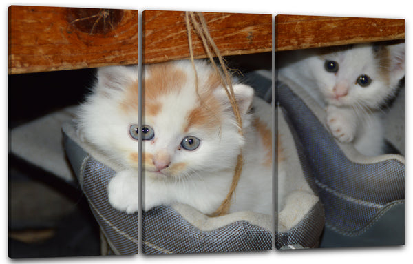 Leinwandbild Katzenbabies im Stiefel Katzenbaby Katzenbilder