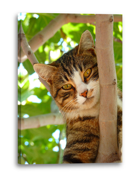 Leinwandbild Katze auf Baum süß Katzenbaby Katzenbilder