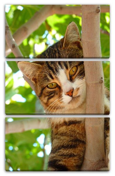 Leinwandbild Katze auf Baum süß Katzenbaby Katzenbilder