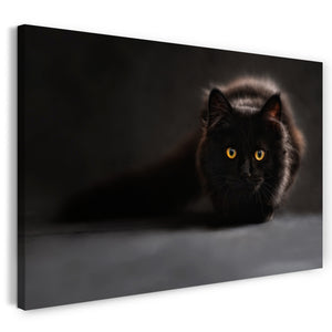 Leinwandbild Magic Cat schwarze Katze im Dunkeln Katzen