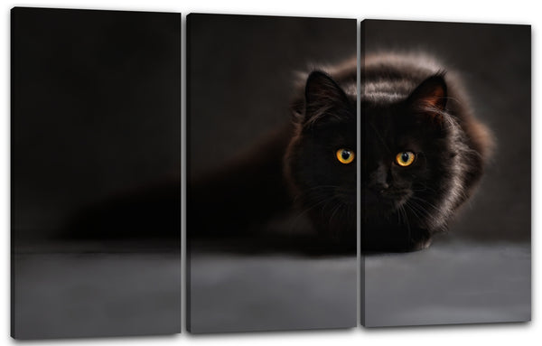 Leinwandbild Magic Cat schwarze Katze im Dunkeln Katzen