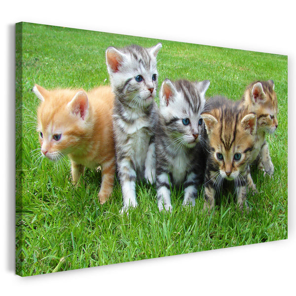 Leinwandbild Katzenbabies getigert verspielt Natur Katzen