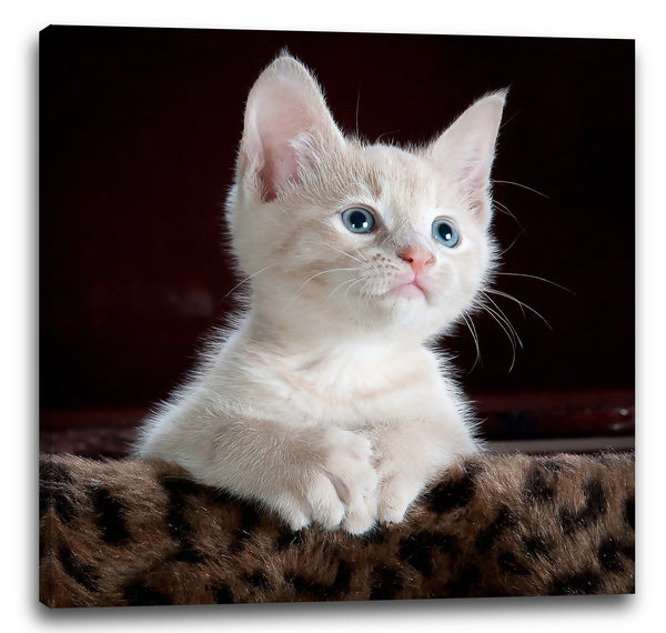 Leinwandbild Katzenbaby weiß süß Katzenbilder Katzen