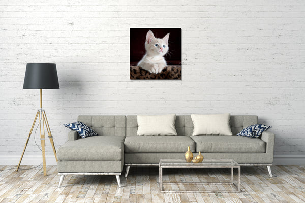 Leinwandbild Katzenbaby weiß süß Katzenbilder Katzen
