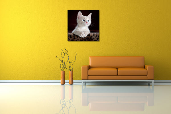 Leinwandbild Katzenbaby weiß süß Katzenbilder Katzen
