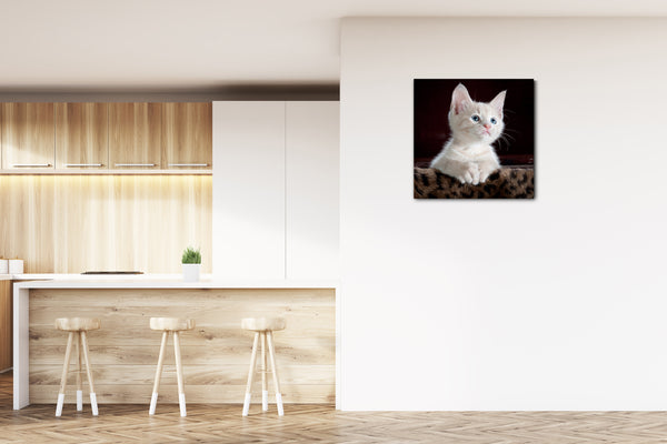 Leinwandbild Katzenbaby weiß süß Katzenbilder Katzen