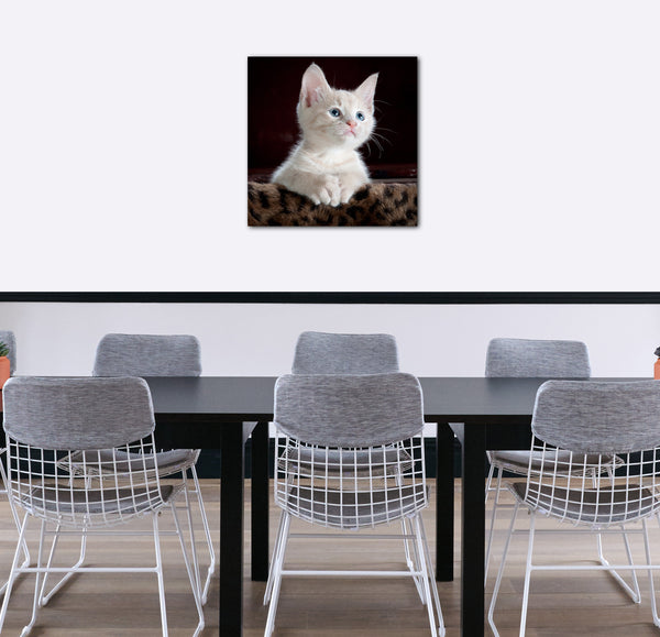 Leinwandbild Katzenbaby weiß süß Katzenbilder Katzen