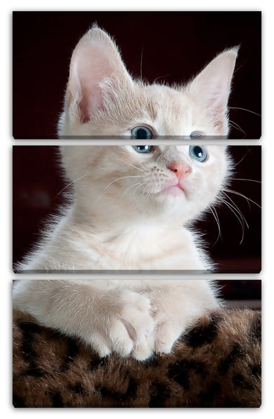 Leinwandbild Katzenbaby weiß süß Katzenbilder Katzen